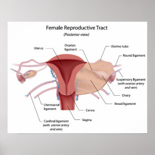 Poster Diagramme du système reproducteur féminin