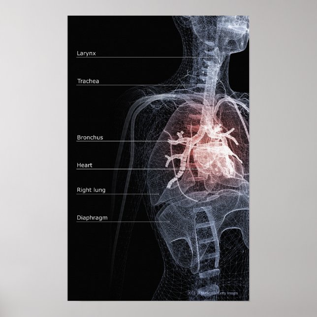 Poster Diagramme du système respiratoire et du coeur (Devant)