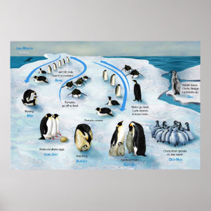 Poster Diagramme d'un cycle de vie de l'empereur Penguin