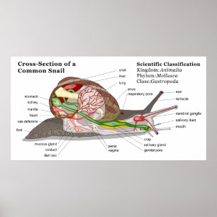 Poster Diagramme d'un escargot de jardin commun (Helix as