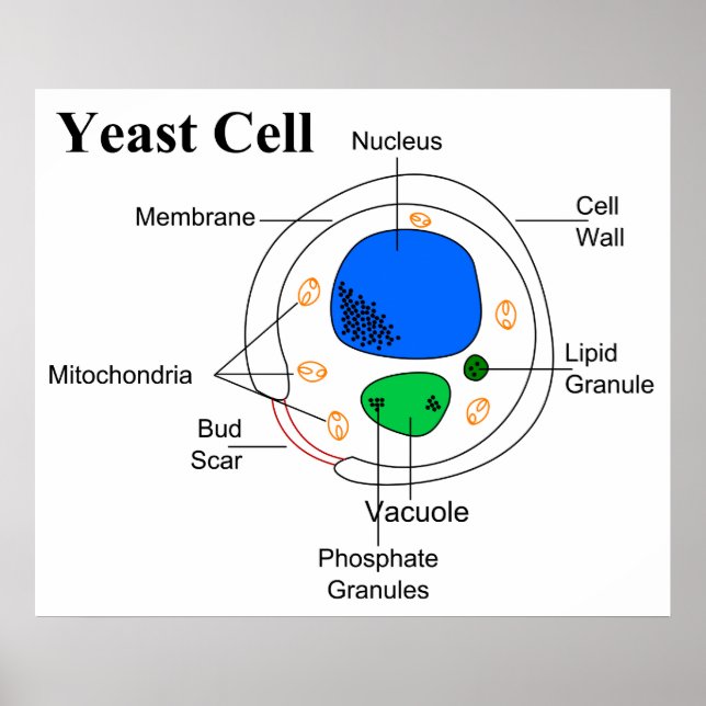 Poster Diagramme d'une cellule de levure de champignons m (Devant)