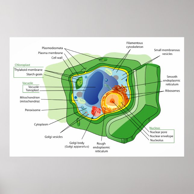 Poster Diagramme d'une structure de cellule Plante standa (Devant)