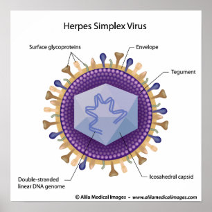 Poster Diagramme étiqueté Herpesvirus.