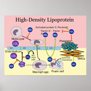 Poster Diagramme HDL Lipoprotéine haute densité