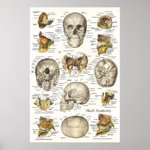Poster Diagramme humain 24 x 36 d'anatomie de crâne