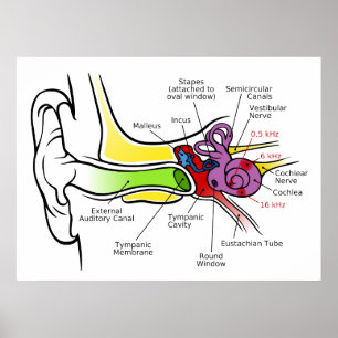 Poster Diagramme humain d'oreille avec la cartographie