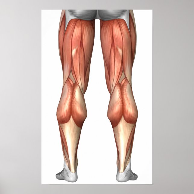 Poster Diagramme illustrant les groupes de muscles de la  (Devant)