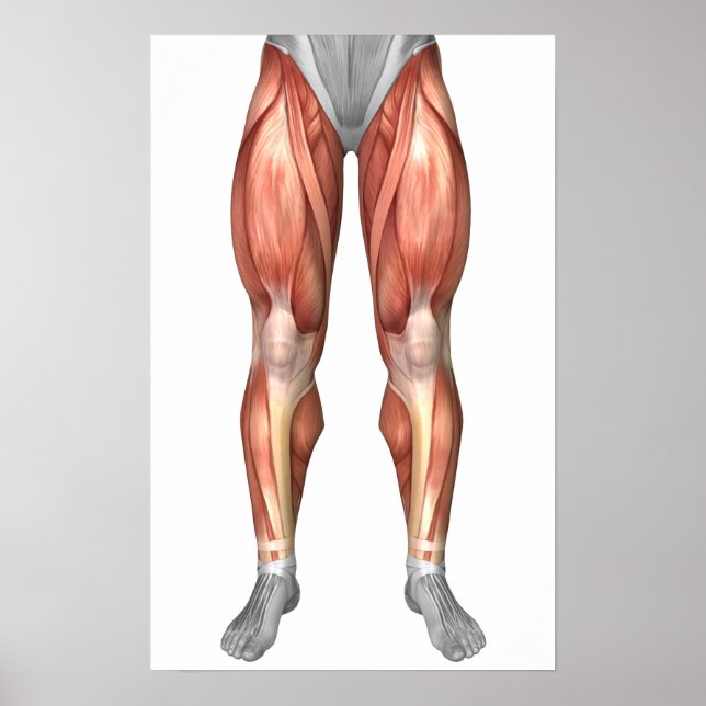 Poster Diagramme Illustrant Les Groupes Musculaires Sur L (Devant)