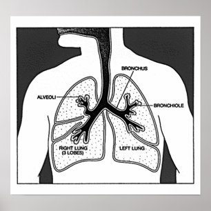 Poster Diagramme Médicale des poumons humains