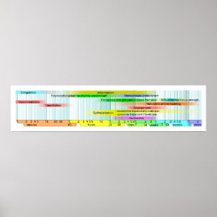 Poster Diagramme Phases de guérison des blessures