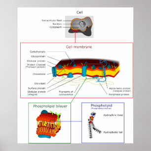 Poster Diagramme Plasma cellulaire Membrane Plasmalemme