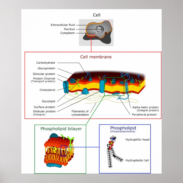 Poster Diagramme Plasma cellulaire Membrane Plasmalemme (Devant)
