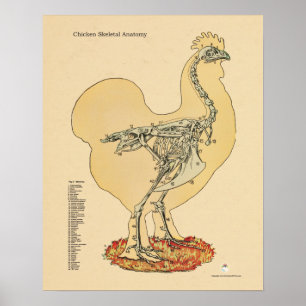 Poster Diagramme squelettique d'anatomie de poule de