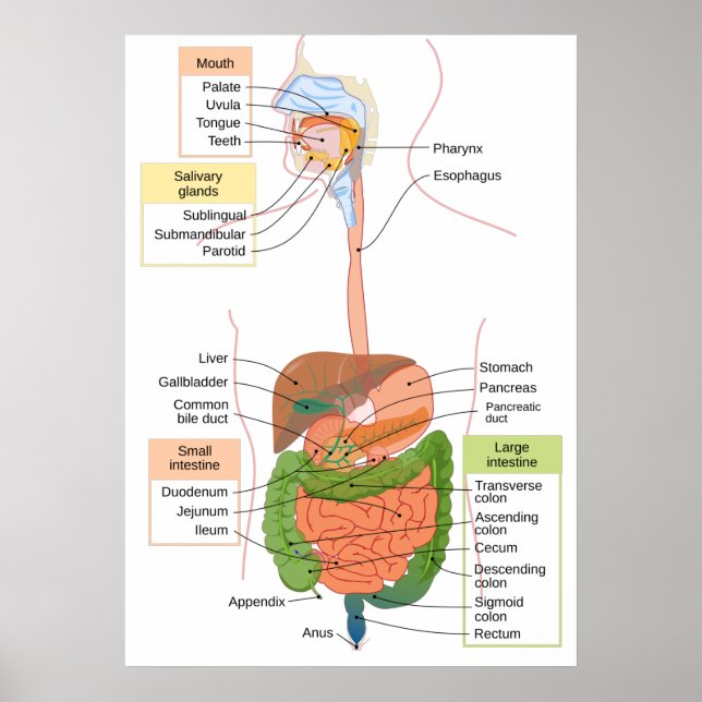 Poster Diagramme Système digestif gastro-intestinal humai (Devant)