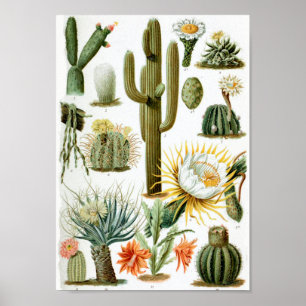 Poster Diagramme vintage de cactus