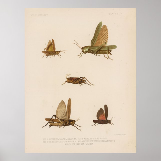 Poster Diagramme vintage de sauterelles (1875) (Devant)