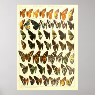 Poster Diagramme vintage des espèces de papillons