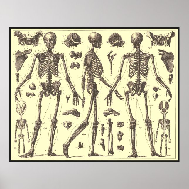 Poster Diagrammes squelettes vintages (Devant)