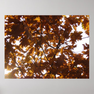 Poster Diamant Sun sur les feuilles automnales