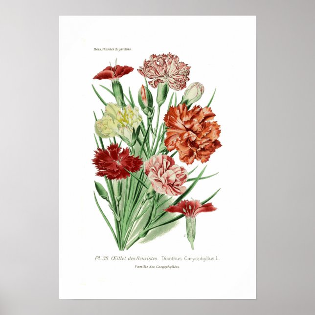 Poster Dianthus caryophyllus (Carnation) (Devant)