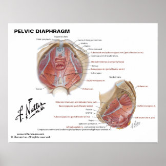 Poster Diaphragme pelvienne de Netter - Graphique étiquet