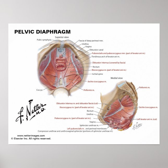 Poster Diaphragme pelvienne de Netter - Graphique étiquet (Devant)