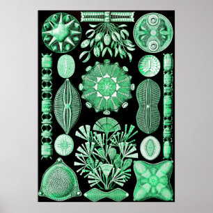 Poster Diatée verte, Diatomée
