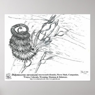 Poster Didymoceras stevensoni