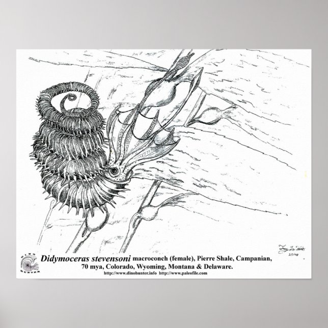 Poster Didymoceras stevensoni (Devant)