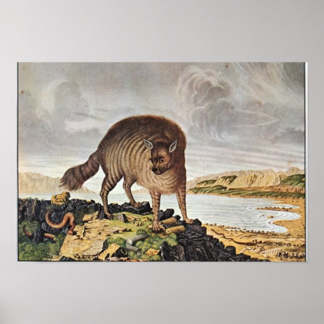 Poster Die gestreifte Hyäne (Devant)
