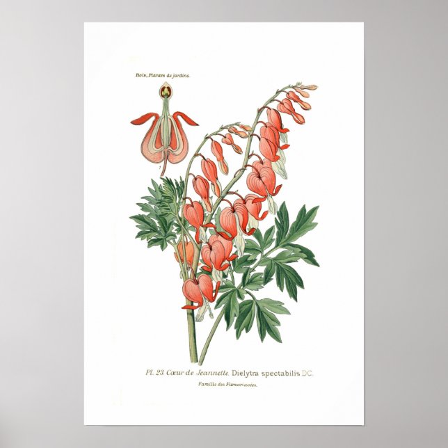 Poster Dielytra (Dicentra) spectablis (Devant)
