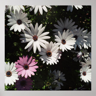 Poster Différent et beau