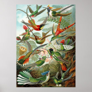 Poster Different Varieties of Hummingbirds