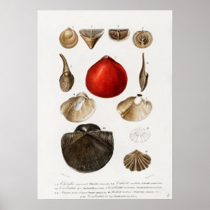 Poster Différents types de mollusques