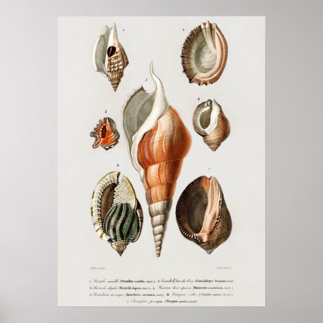 Poster Différents types de mollusques (Devant)