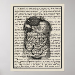 Poster Digestive System Anatomy Art Print #1