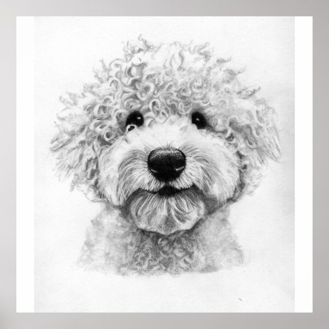 Poster Digne adorable croquis de chien aux cheveux frisés (Devant)