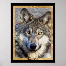 Dignité du loup gris