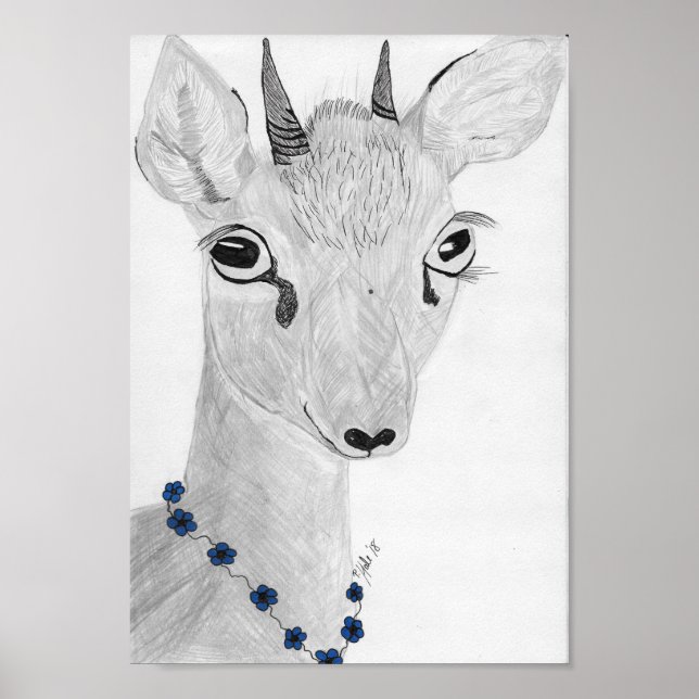 Poster Dik- Dik (Devant)