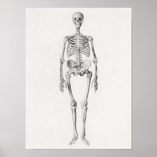 Poster d'illustration anatomique vintage (Devant)