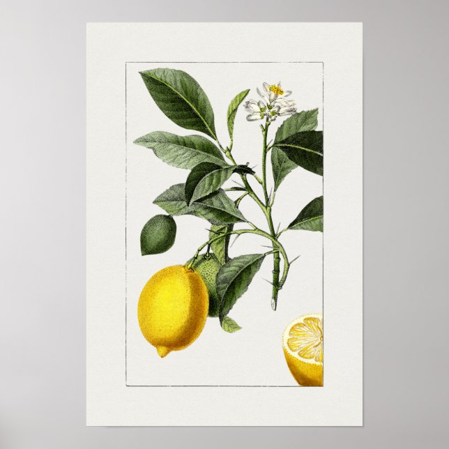 Poster d'illustration botanique vintage (Devant)