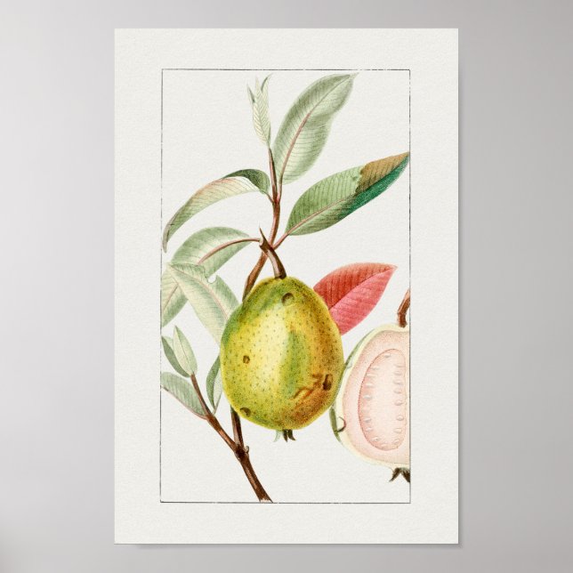 Poster d'illustration botanique vintage (Devant)