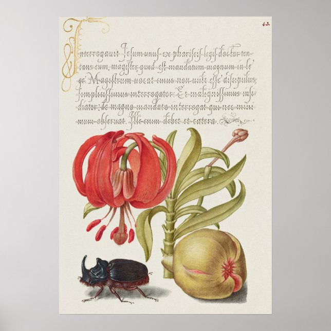 Poster d'illustration botanique vintage (Devant)