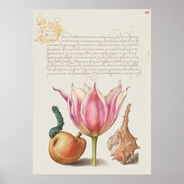 Poster d'illustration botanique vintage (Devant)