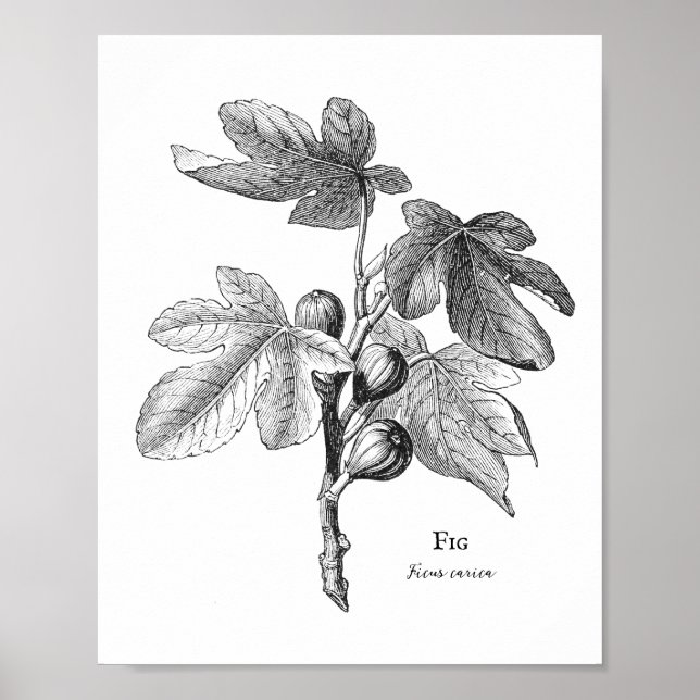 Poster d'illustration botanique vintage Fig (Devant)