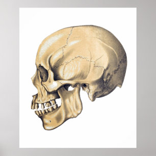 Poster d'illustration d'anatomie crânienne vintage