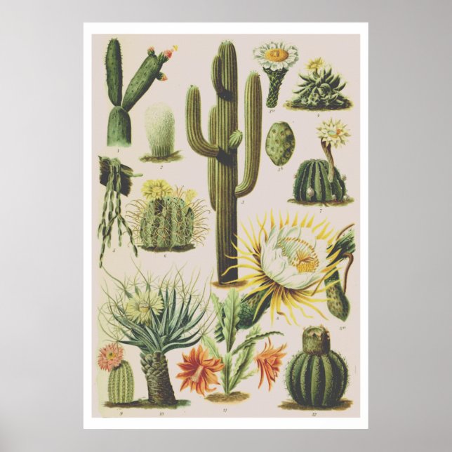 Poster d'illustration de cactus botaniques vintage (Devant)