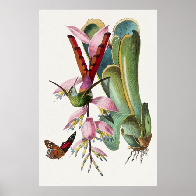 Poster d'illustration de colibri vintage (Devant)