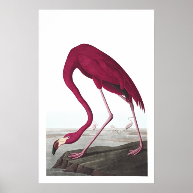 Poster d'illustration de Flamant rose américain (Devant)
