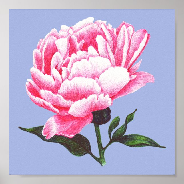 Poster d'illustration de stylo Peony Flower (Devant)